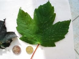 [sycamore%2520maple%255B2%255D.jpg]
