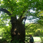 chataignier_bourgon.jpg