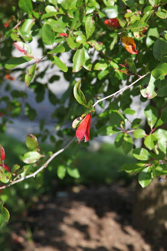 And so are the leaves on that tree!