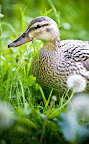 duckie duckie