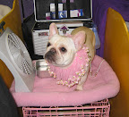 A French Bulldog is pretty in pink.  Apparently she is a fan of Francesca and Sharkey's 