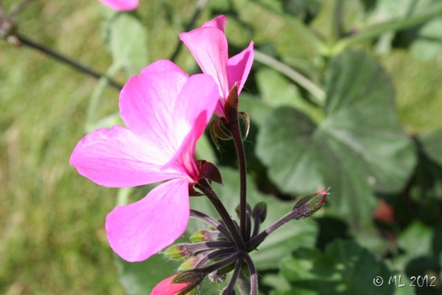 pelargonieblomst IMG_9047