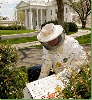 white house Bees