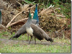 Peacocks in yard