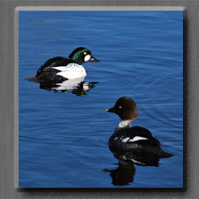 Knip par 1 Knip par 1