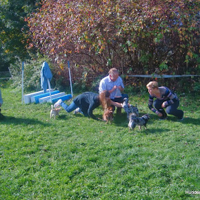 ChihuahuaEvent ChihuahuaEvent