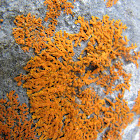 Elegant sunburst lichen