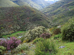 2008-04-21 A SEARA-COUREL 018.JPG