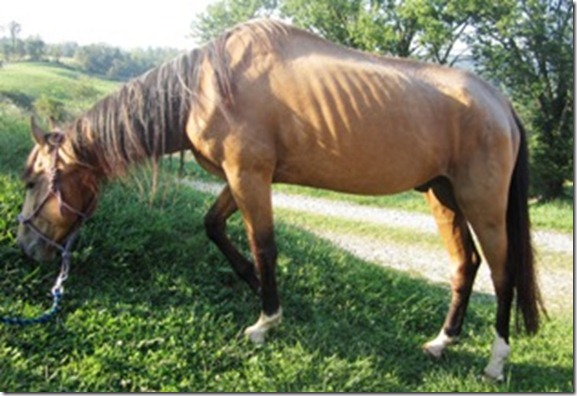 Horse 1 Stallion (1)