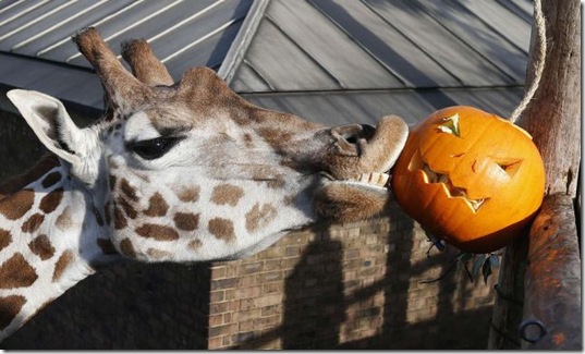 funny-animals-cute-27