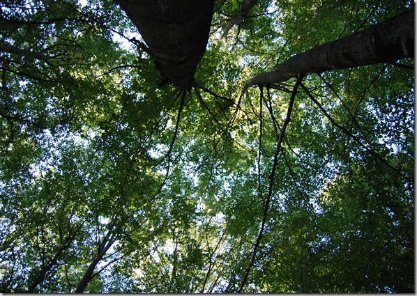 Tur i skogen sept 11 040