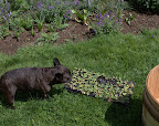 Planting Oriental Poppies and Enjoying Fragrant Wisteria