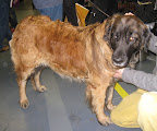 Leonberger
