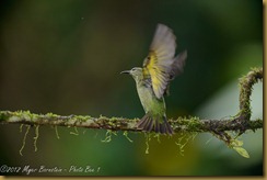 Red-legged Honeycreeper - Cyanerpes cyaneus, Red-legged Honeycreeper - Cyanerpes cyaneus,