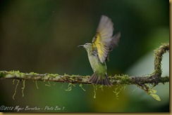 Red-legged Honeycreeper - Cyanerpes cyaneus,