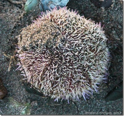 2-Common urchin (Echinus esculentus)
