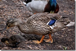 aviary49