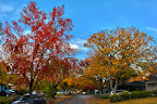 Los Altos in Autumn