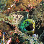 Moray eel (Dauin, Negros)