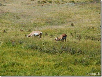 110825 NP Yellowstone (43) 110825 NP Yellowstone (43)