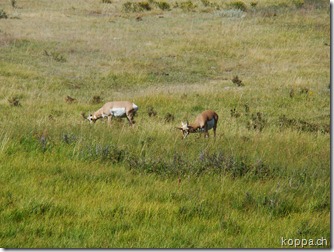 110825 NP Yellowstone (43)