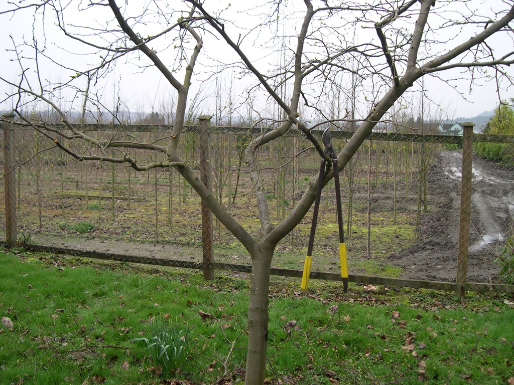 [a-well-shaped-fruit-tree3.jpg]