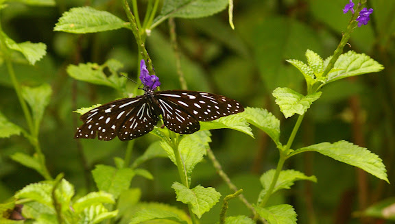 Tirumala septentrionis microsticta BUTLER, 1874. Poring, Sabah (Malaisie), Bornéo, 31 juillet 2011. Photo : J.-M. Gayman