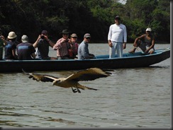 LL eagle LL eagle