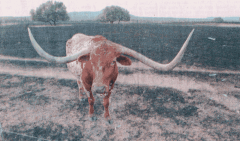 Longhorn