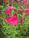 salvia dark dancer