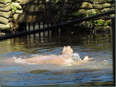 hippo rolling with foot in the air