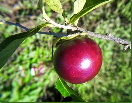 Diospyros inconstans Diospyros inconstans