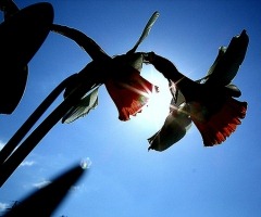 [dafoldil3.jpg]