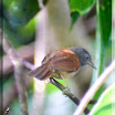 Rufous-winged philentoma-02.jpg