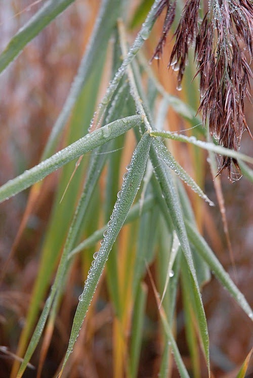 _DSC0337d _DSC0337d