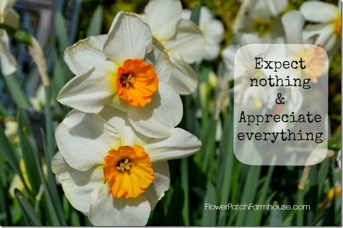 Monday Inspiration daffodils