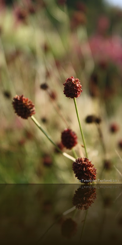 IMG_6546 IMG_6546