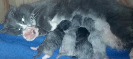 [kittens%255B5%255D.jpg]