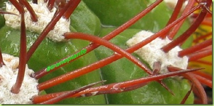 Gymnocalycium saglionis Sin saglione stranepiante spine