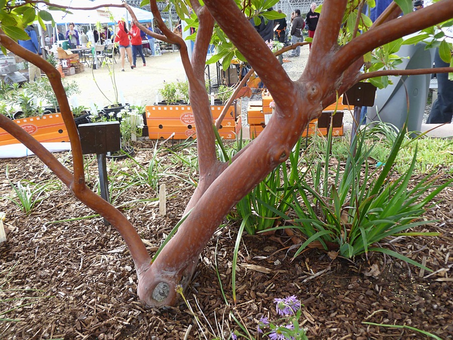 [120310_UCDArboretum_Arbutus-Marina_02%255B3%255D.jpg]