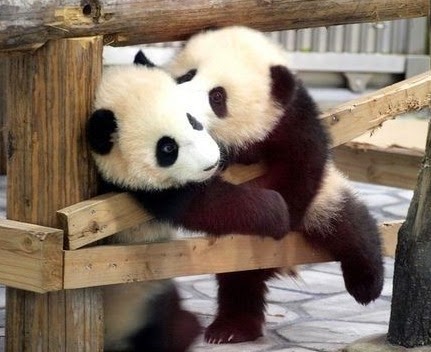 [panda%2520kiss%255B19%255D.jpg]