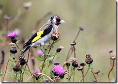 Slimbridge WWT - Rain