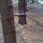Deutscher Wald