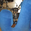 Dicxie