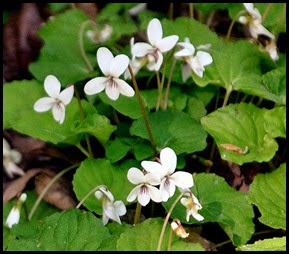 04 - Spring Wildflowers - Violets - White