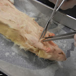 rat_skinning_start.jpg