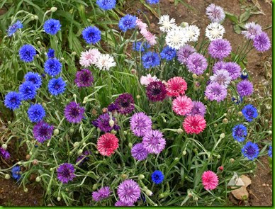 aaa cornflower mix