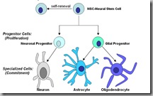 Stem Cells - Neural Stem Cells - Neural