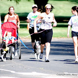 News_090530_SPCADoggyDash2009
