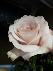 A blush pink bloom.